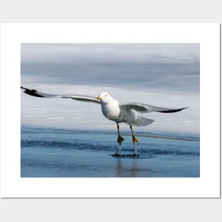Ring billed gull Posters and Art
